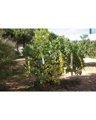 CINTA ESPANTAPAJAROS MIARCO BIM.50X100MT